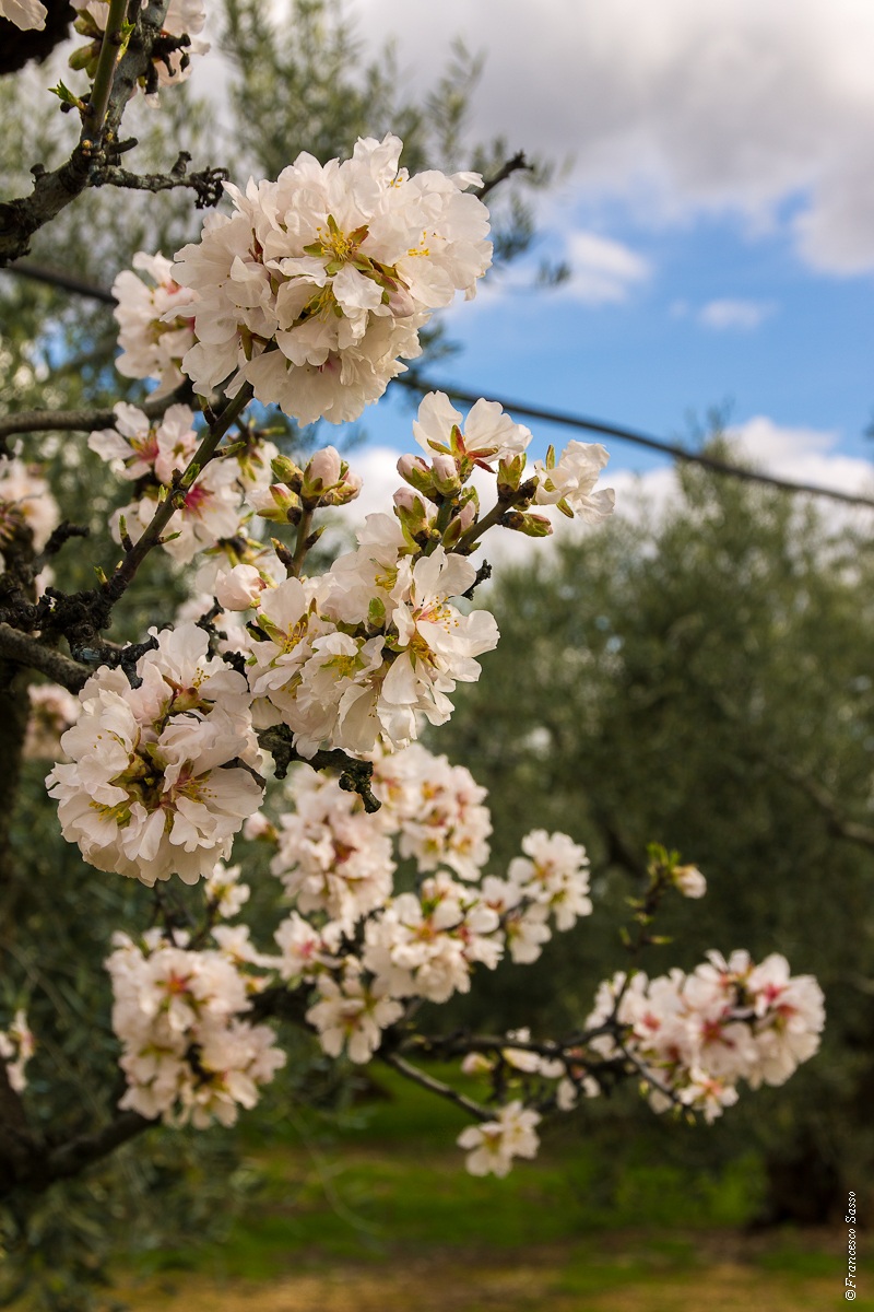 Almond blossoms...