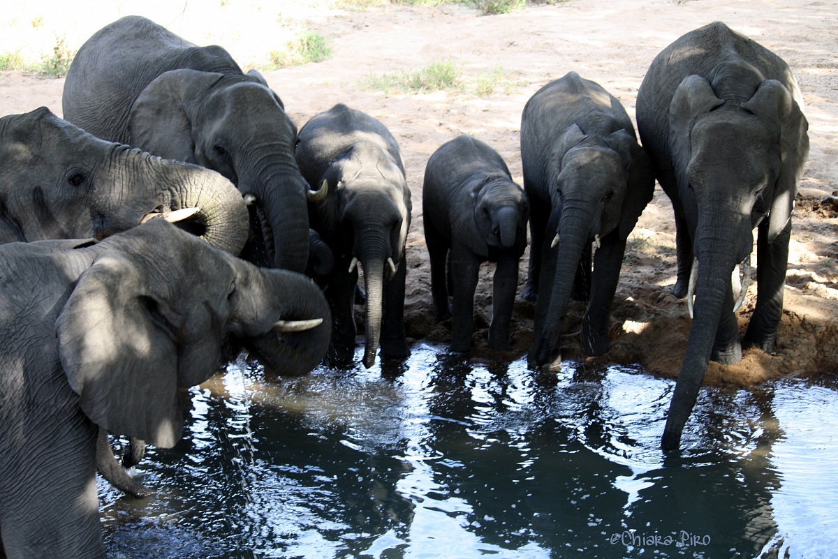 Un drink per elefanti! - Parco Kruger, Sud Africa...