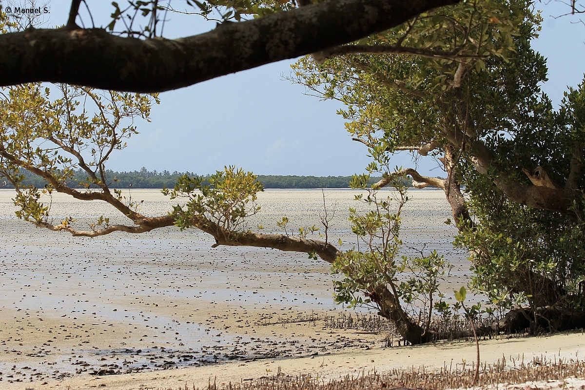 mangroves...