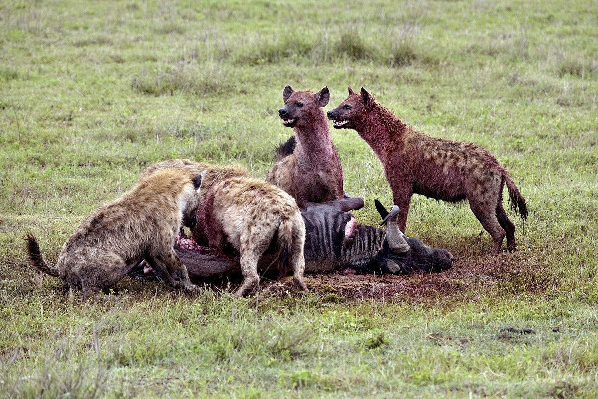 Hyenas eat a wildebeest...