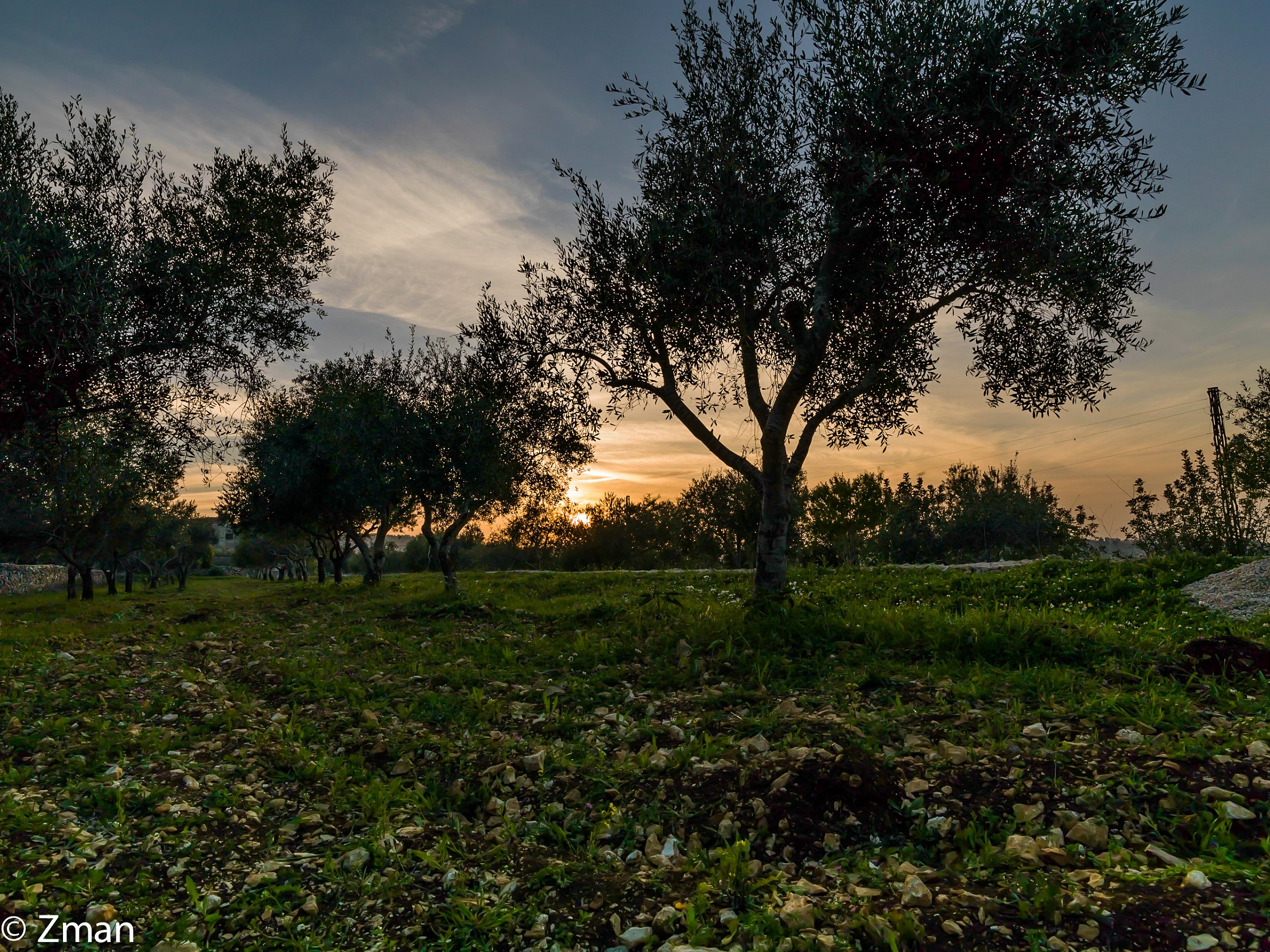 Sunset And The Olive Trees...