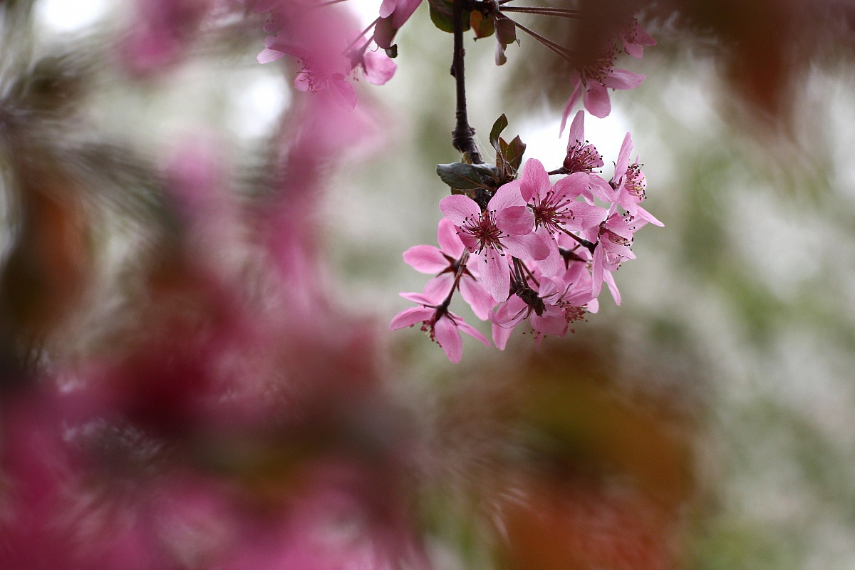 Sfocato a Primavera...