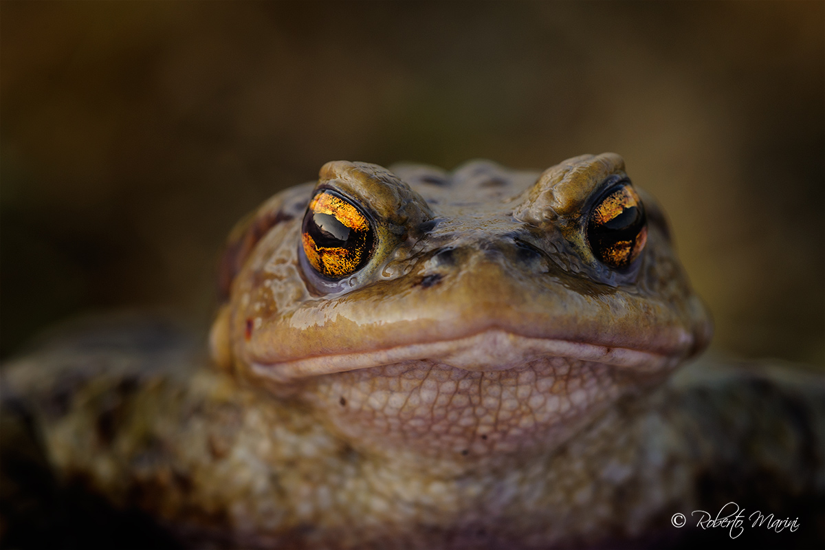 face toad...