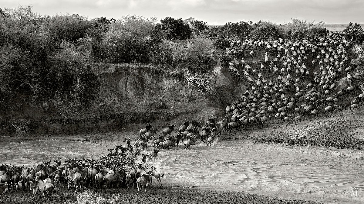 The Herd....