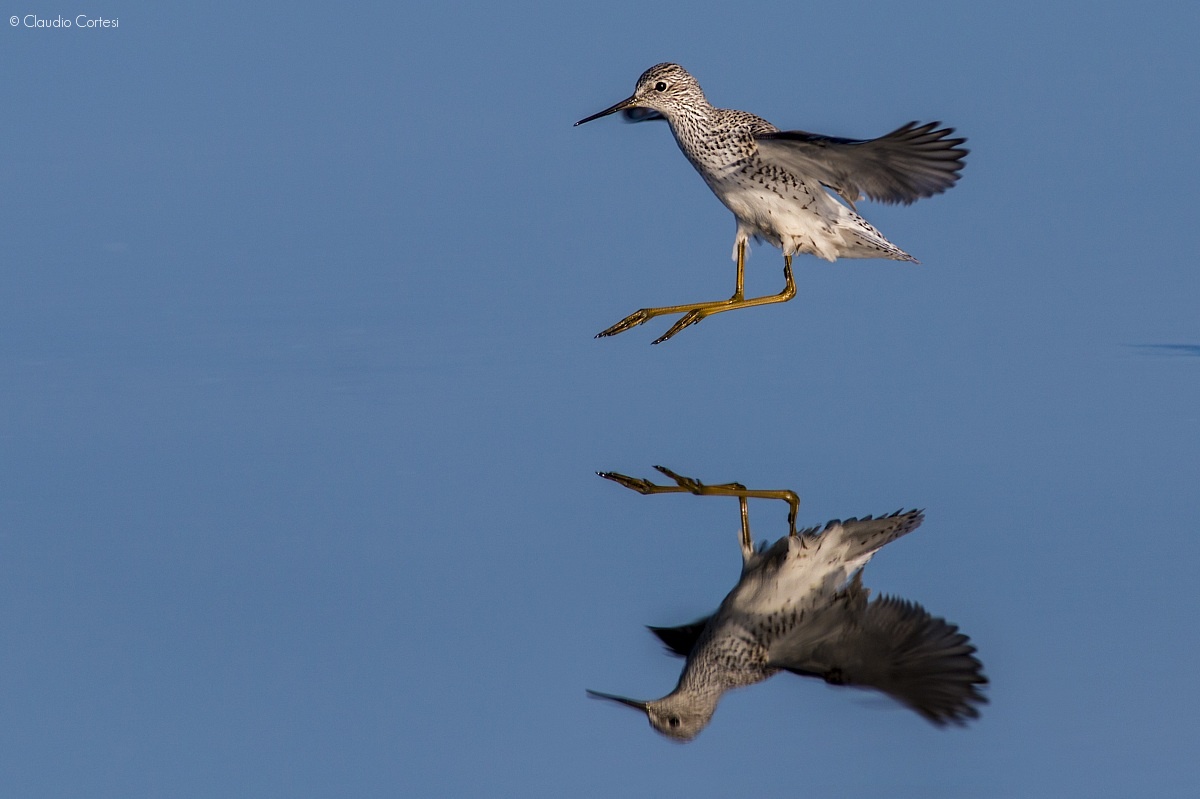 Albastrello - landing...