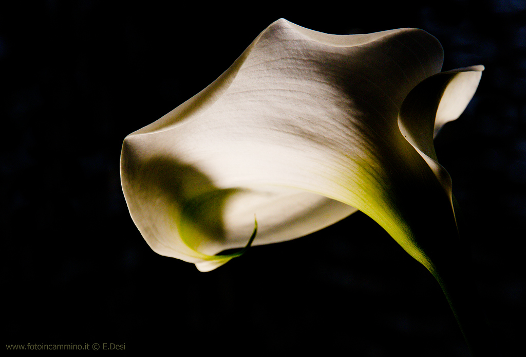 A flower in the dark...