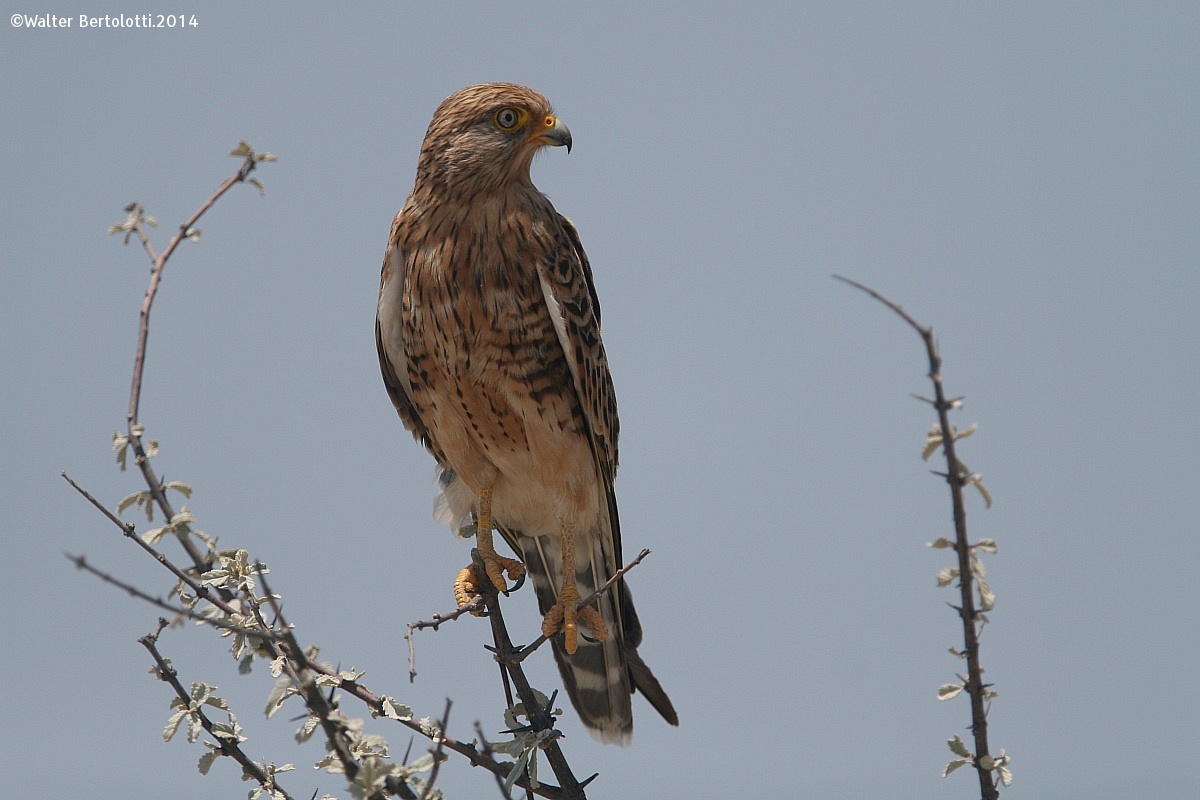 Gheppio maggiore (Falco rupicoloides)...