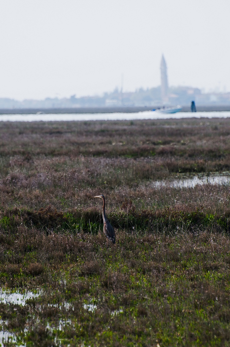 Purple Heron...