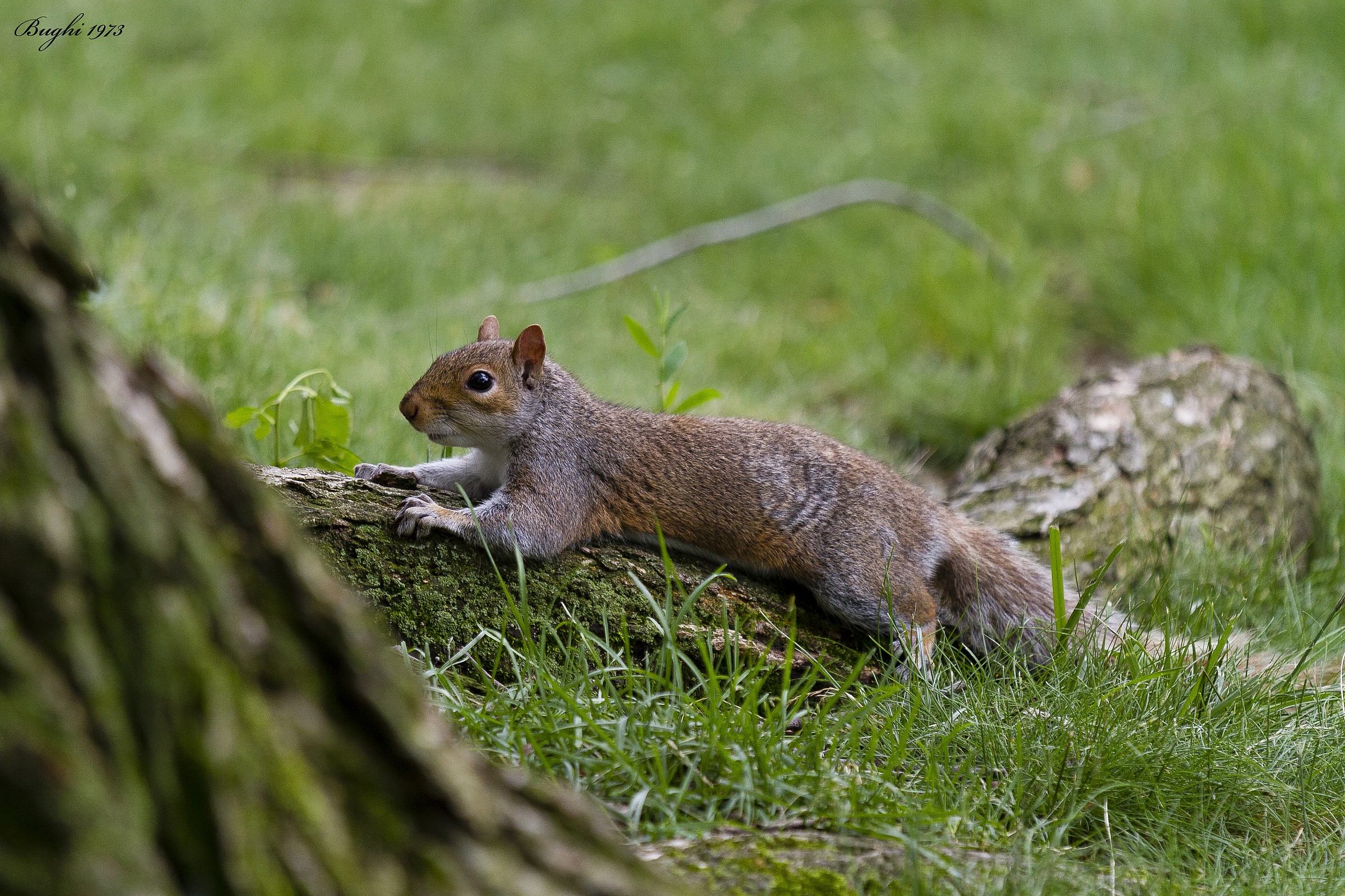 Squirrel in Central Park NYC...
