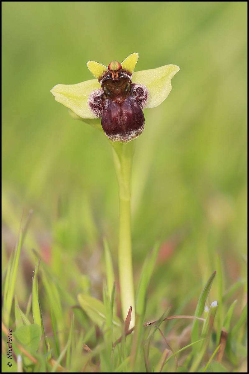 Ophrys Bombiflora...