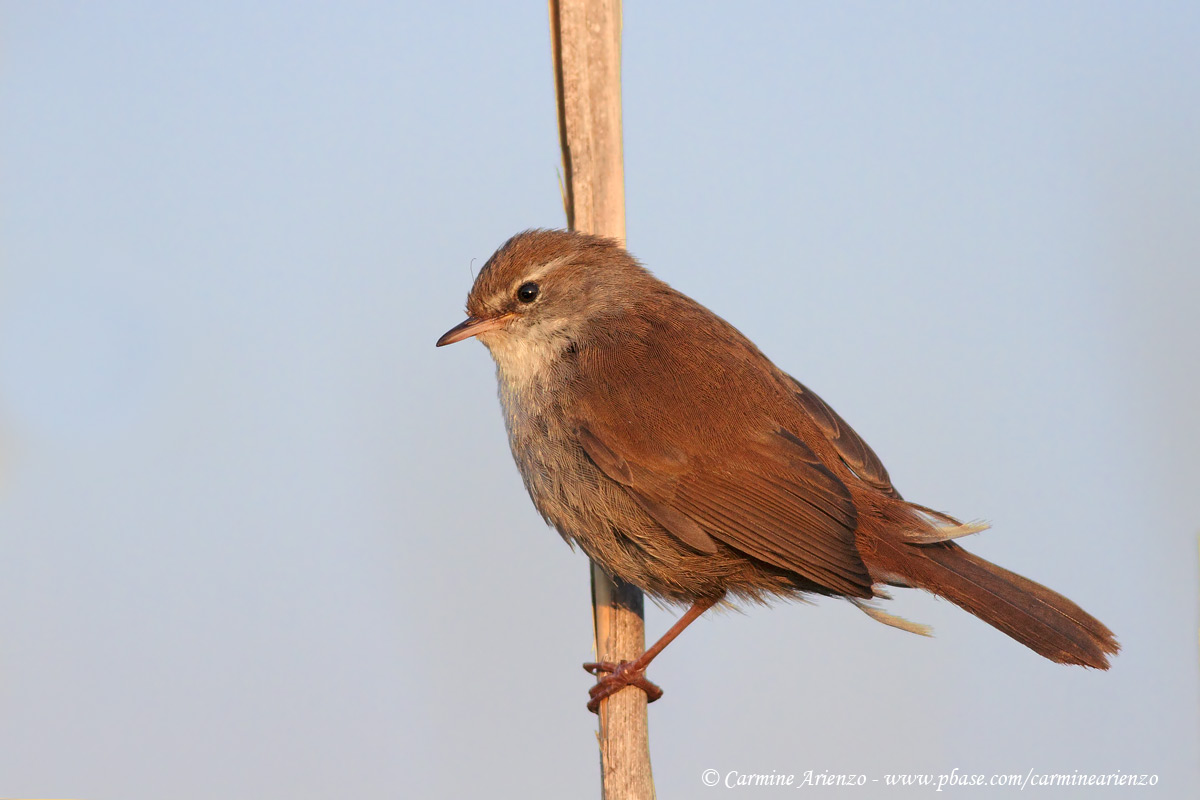 Cetti's Warbler...