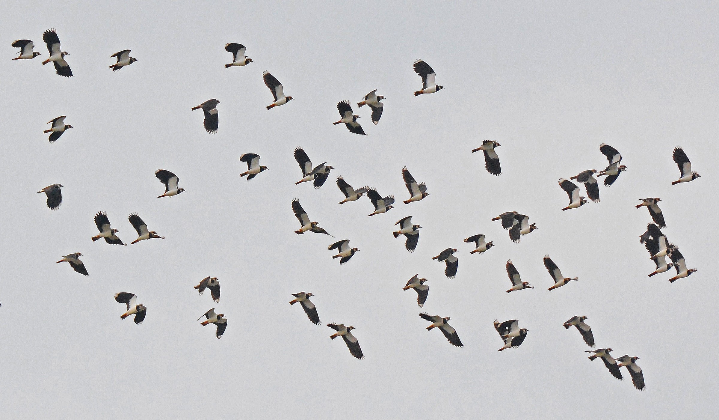 Flock of lapwings...