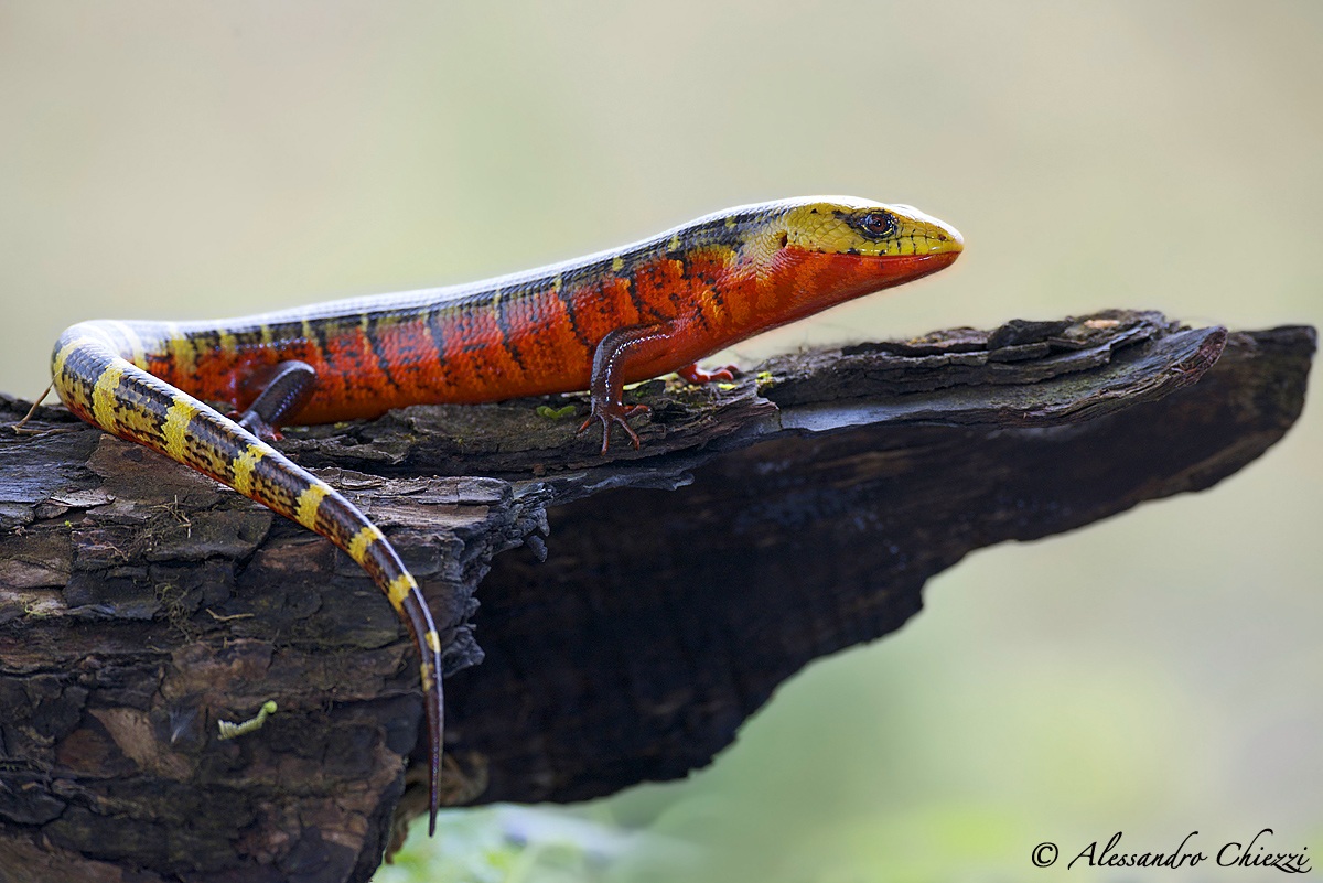 Red galliwasp...