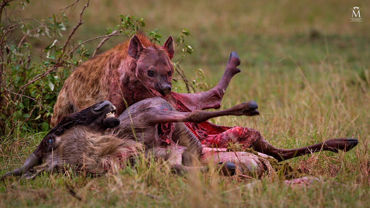 The Ferocity of the Hyena....