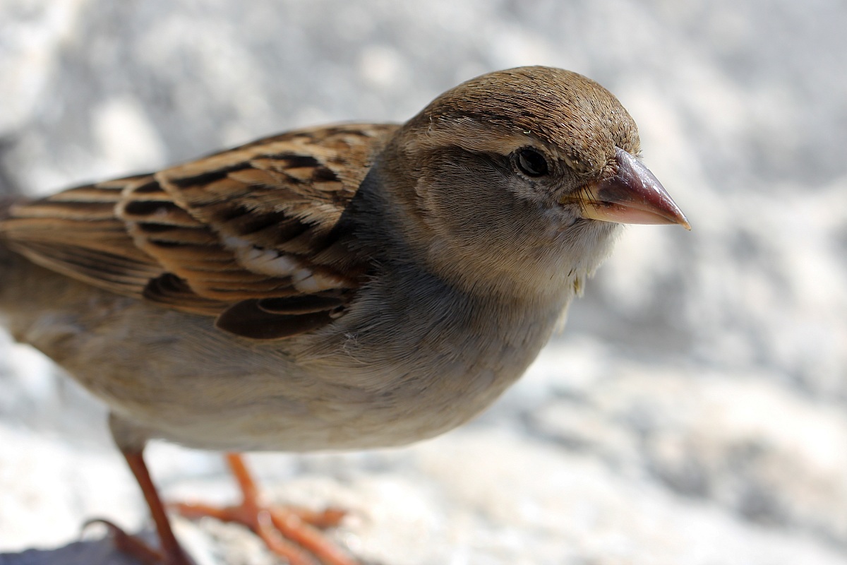 Sparrow 1...