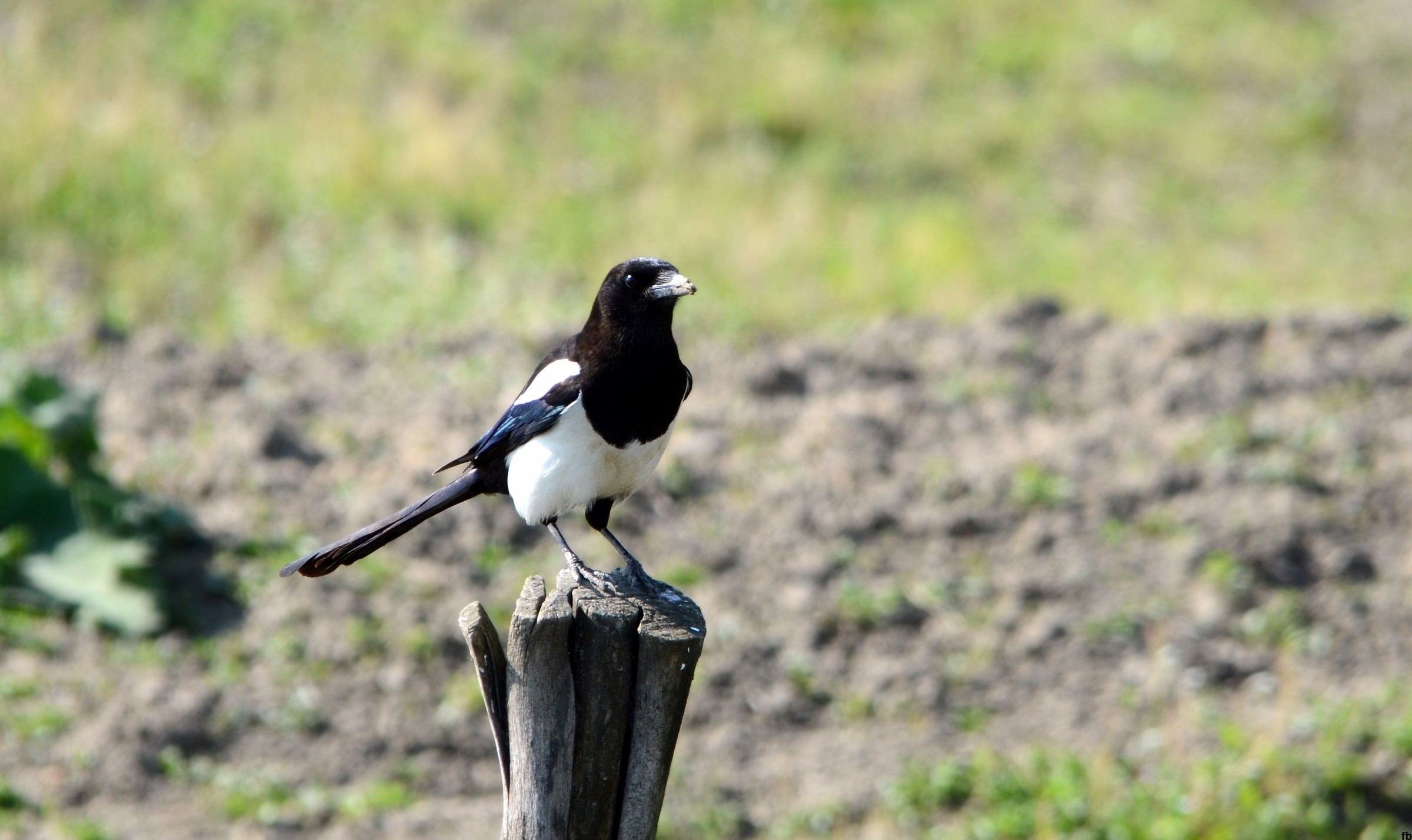 the magpie...