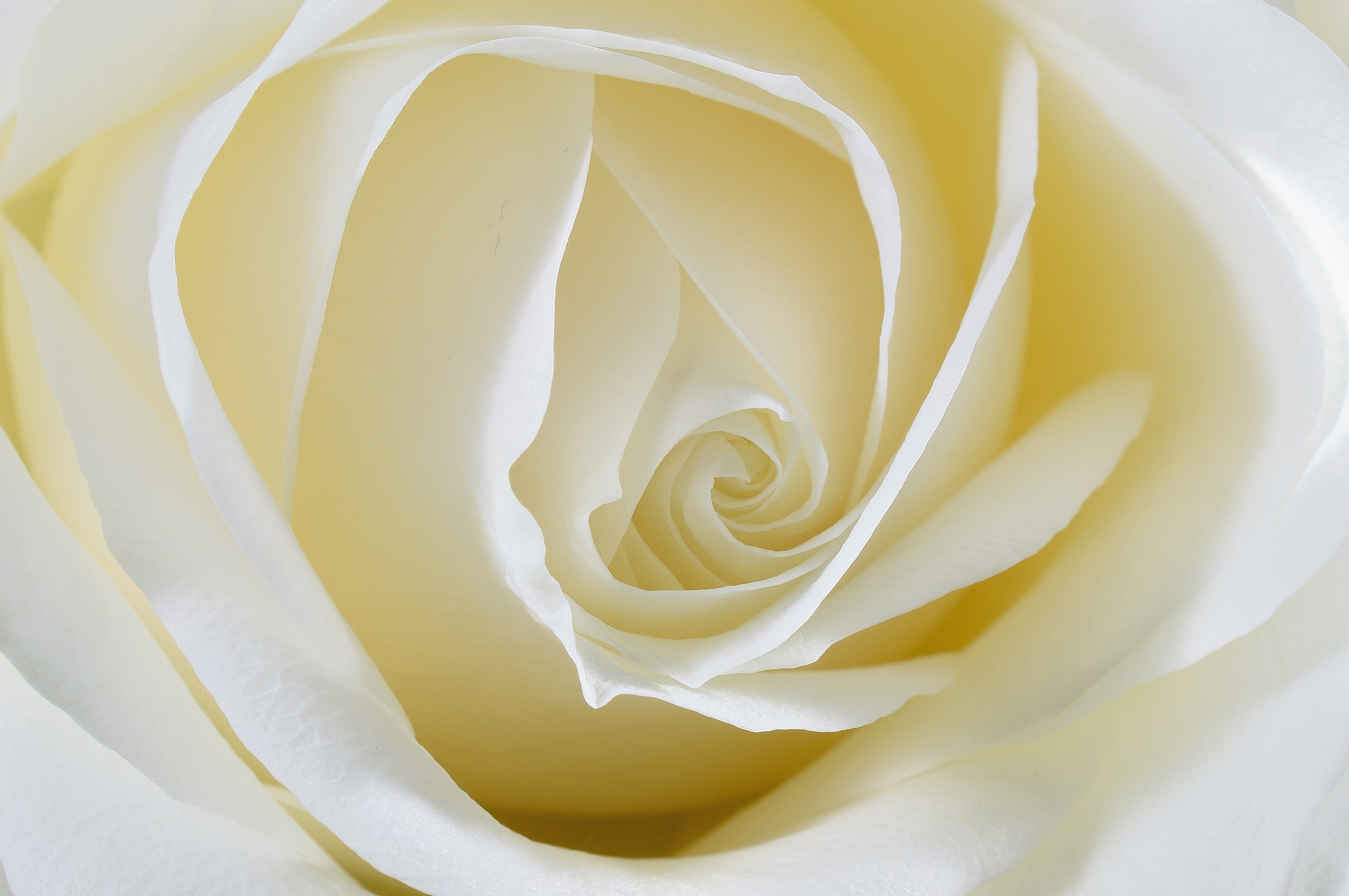 rosa bianca...