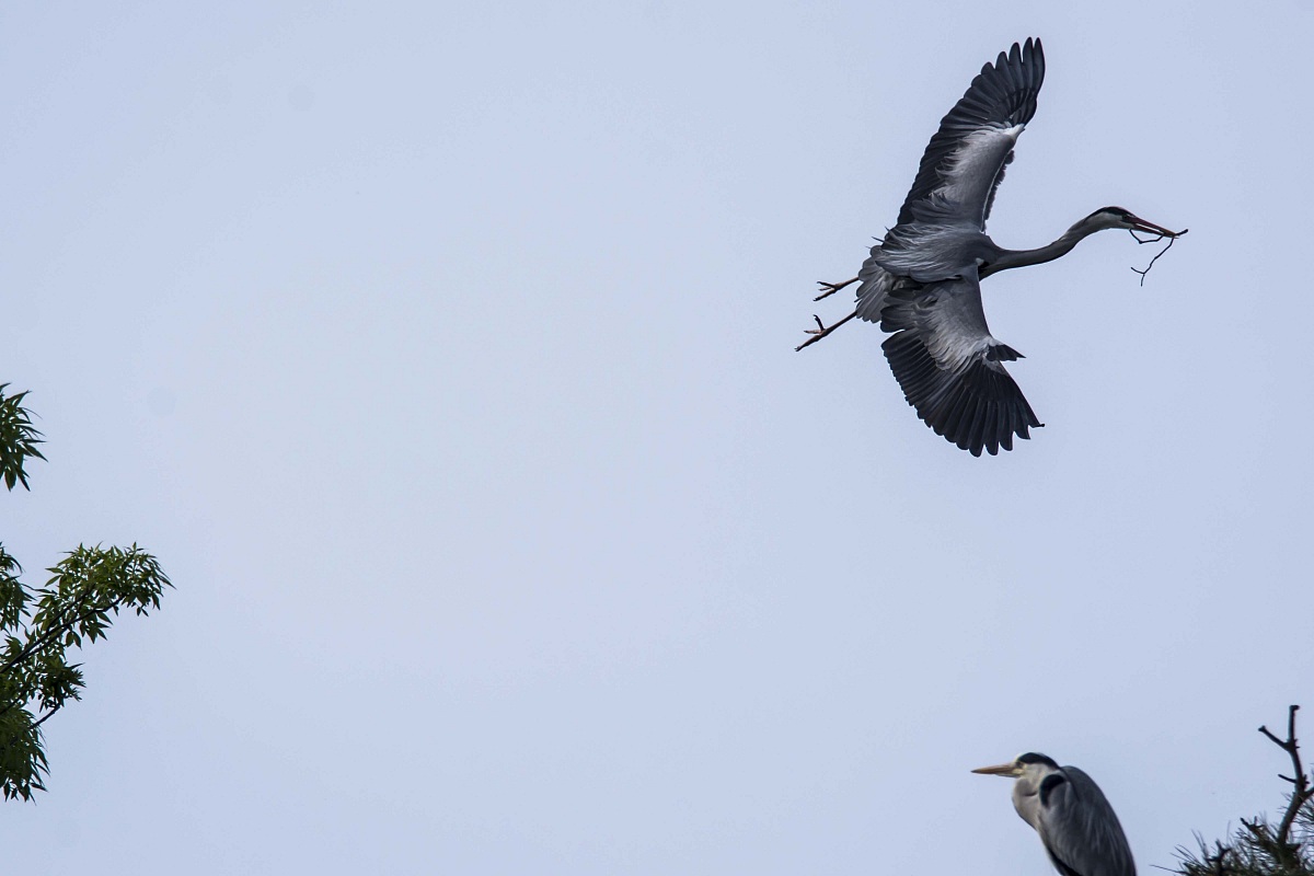 Grey Heron...