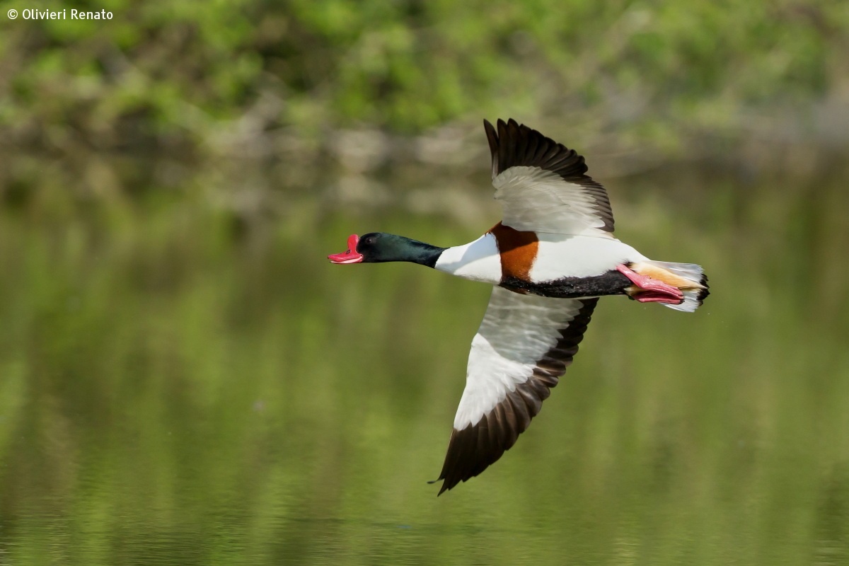 Shelduck in flight...