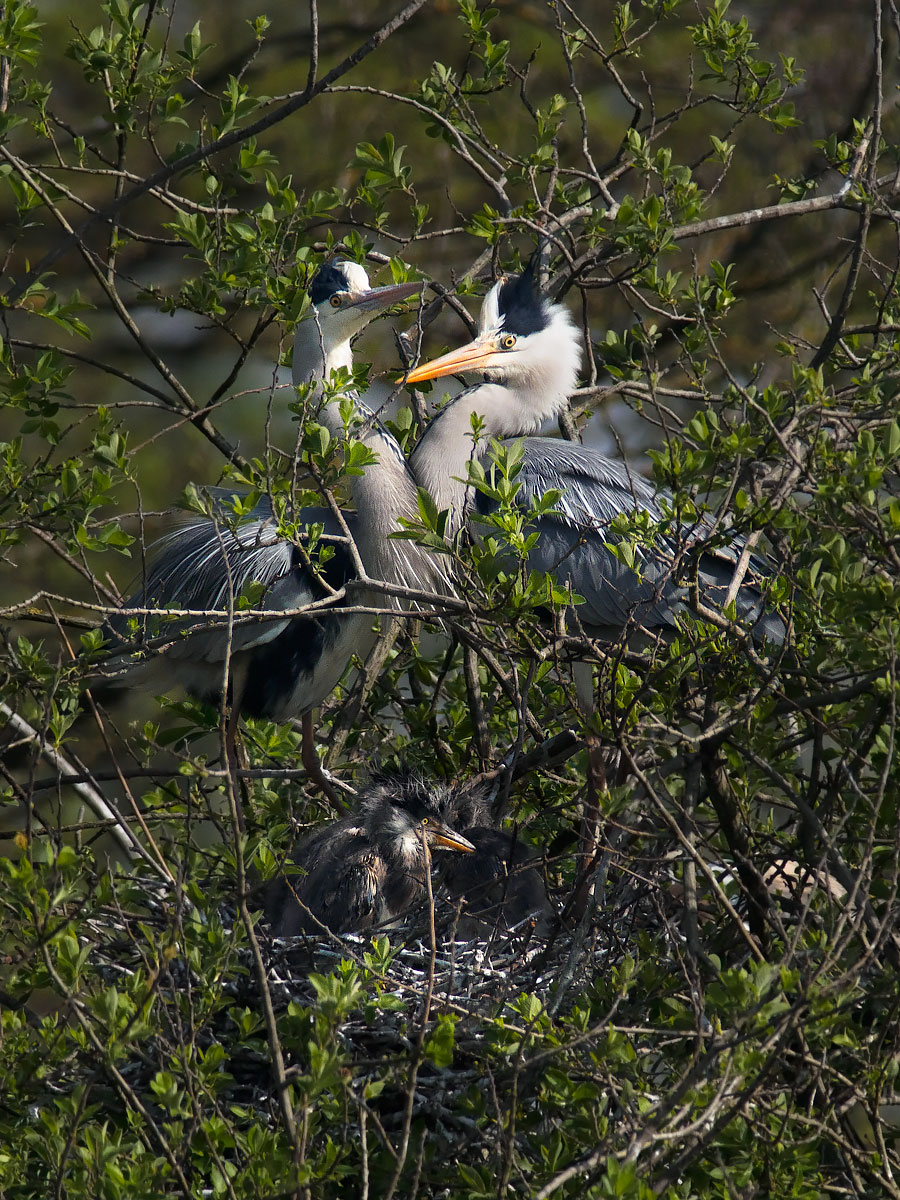 The family of herons....