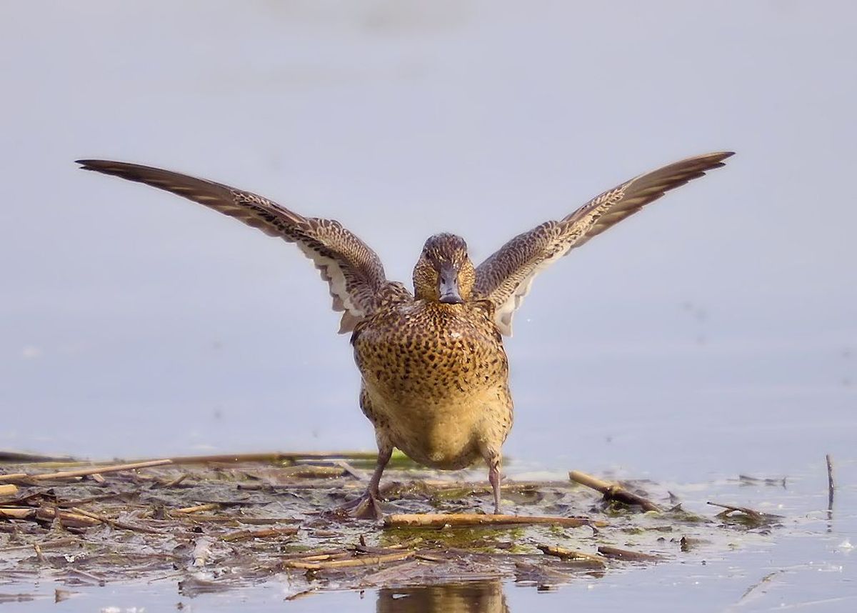 duck...