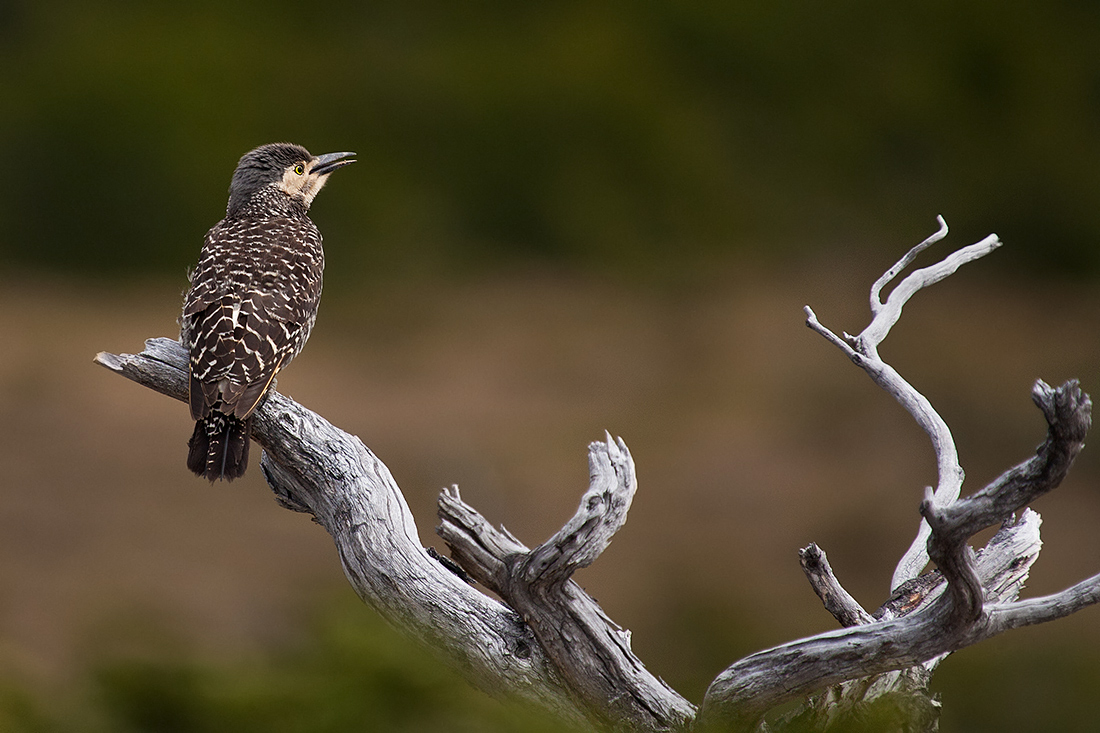 woodpecker Chile...