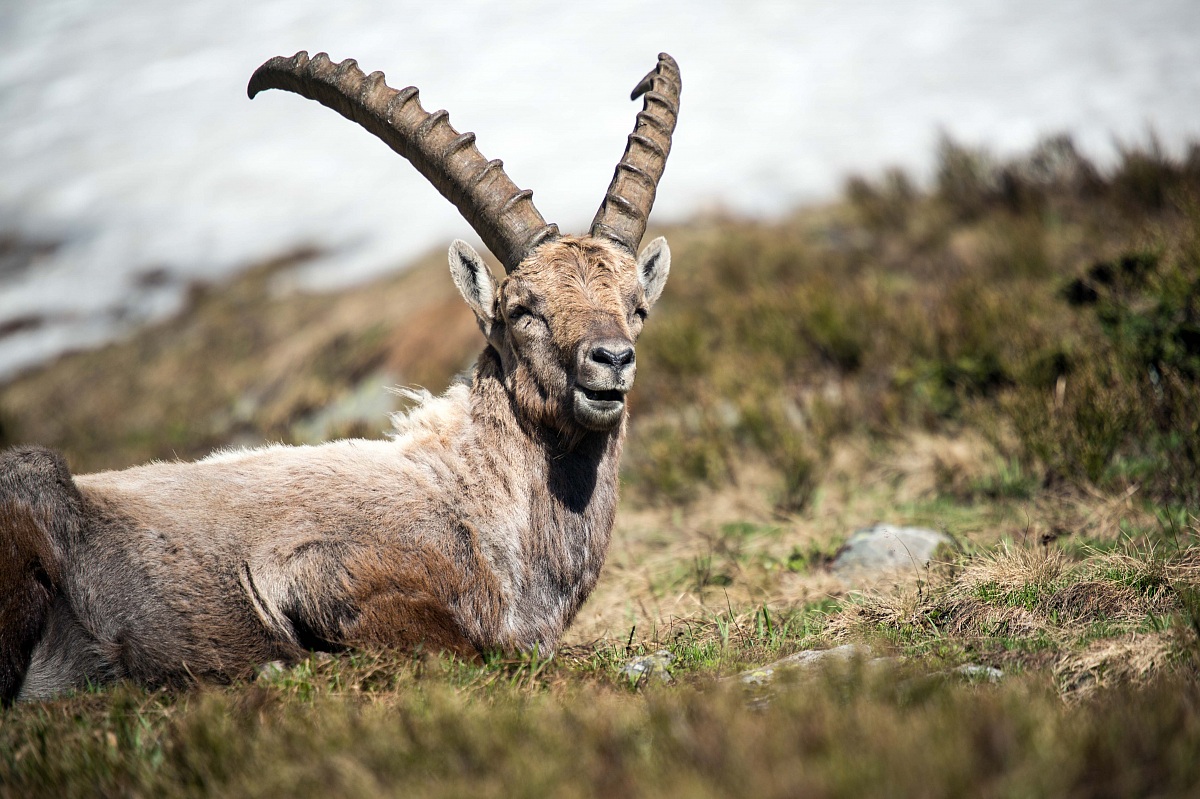 ibex...