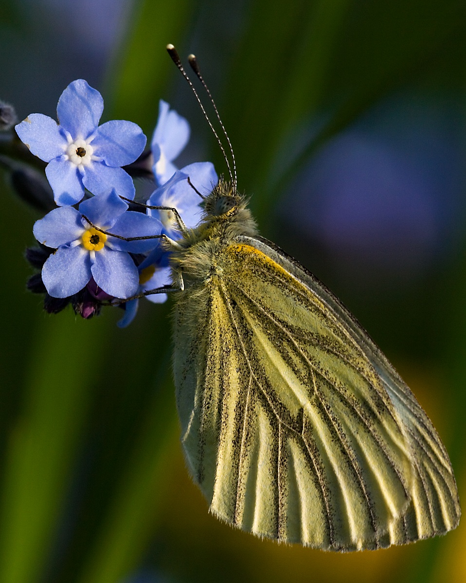 Butterfly...