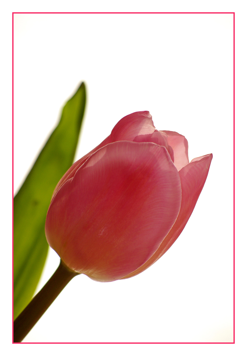 Tulipano rosa...