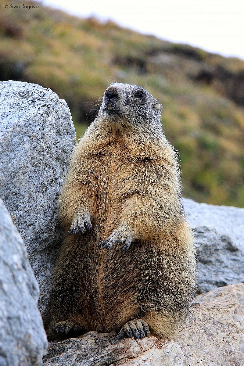Marmot posing...
