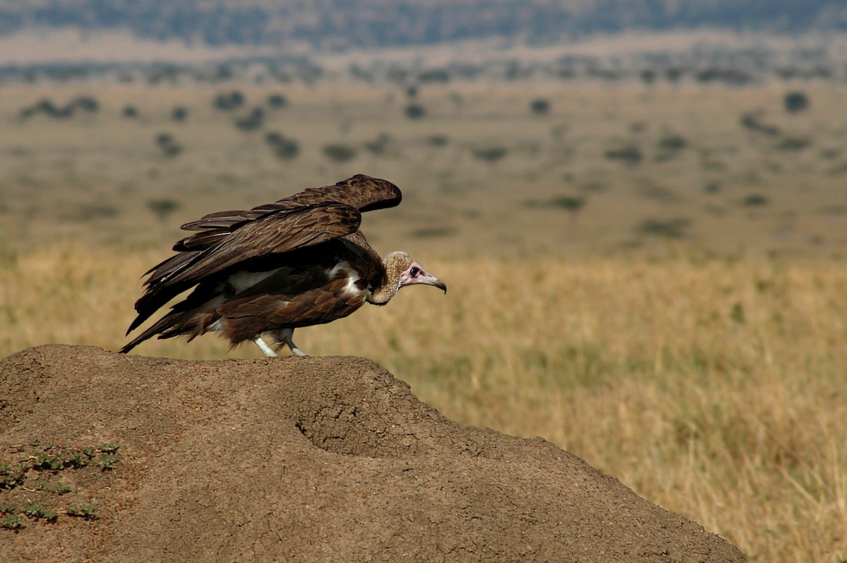 Vulture on termite mound...