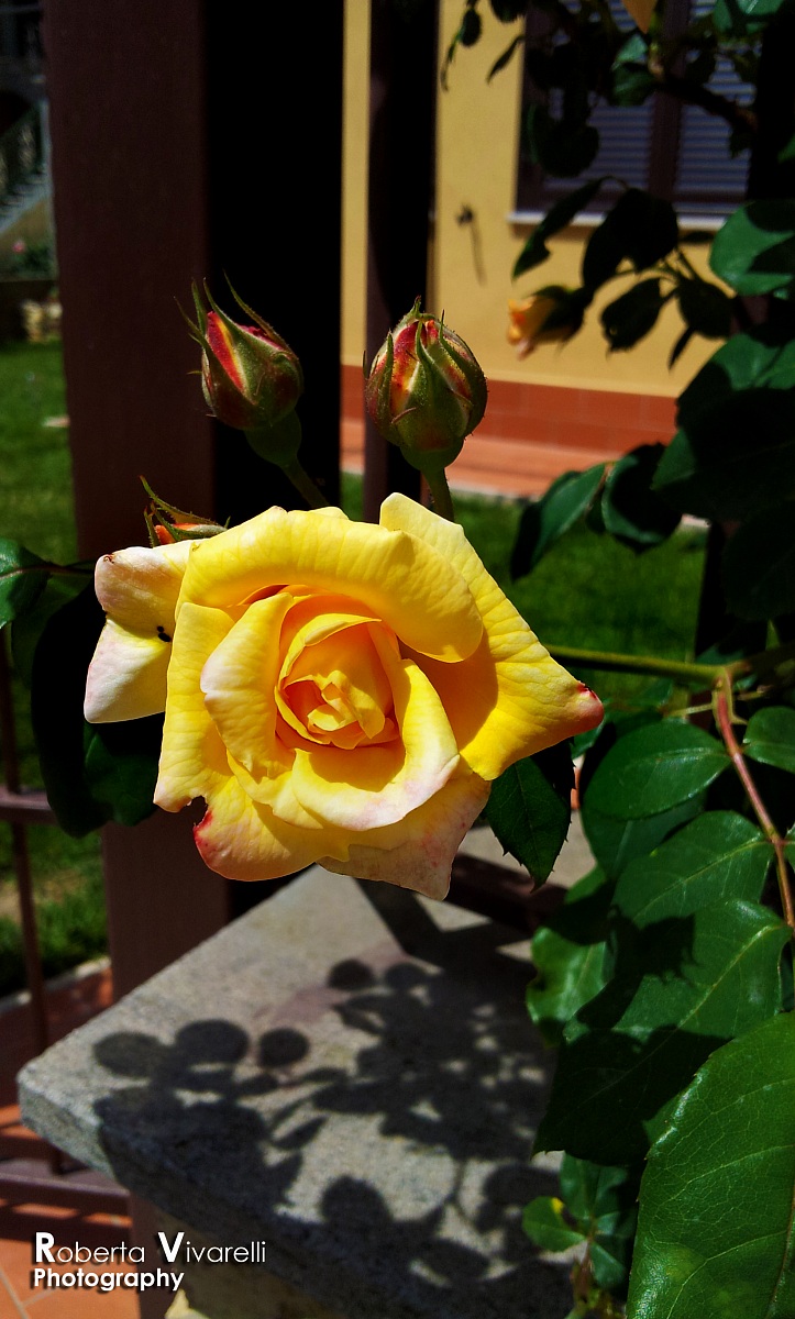 Yellow rose and buds...