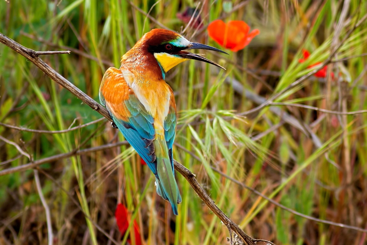 Bee-Eater: Poppies...