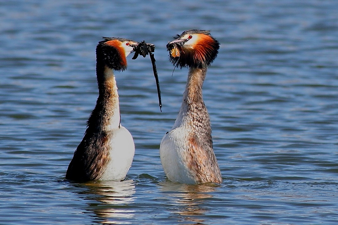 Grebes: Exchange of Gifts...