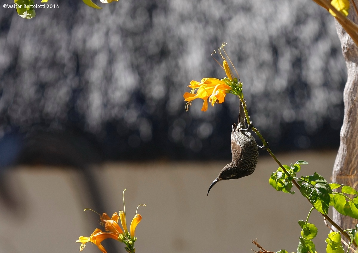 (Chalcomitra amethystina) Black Sunbird-femina...