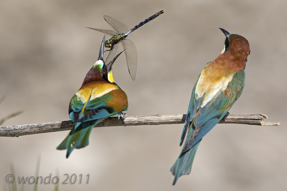 Merops apiaster (Bee) 2...