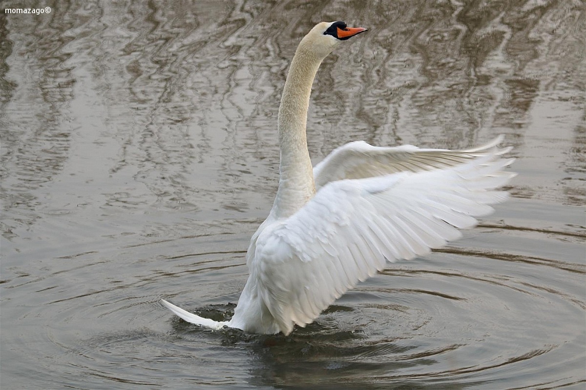Swan 2...