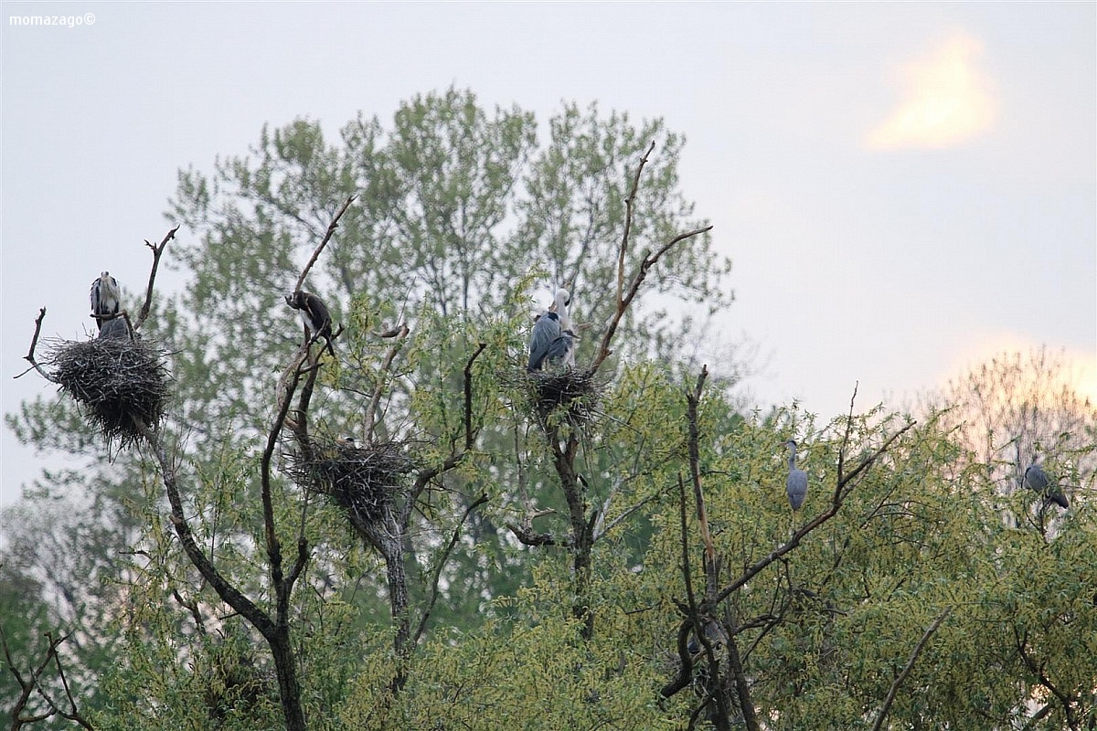 Grey Heron nests...