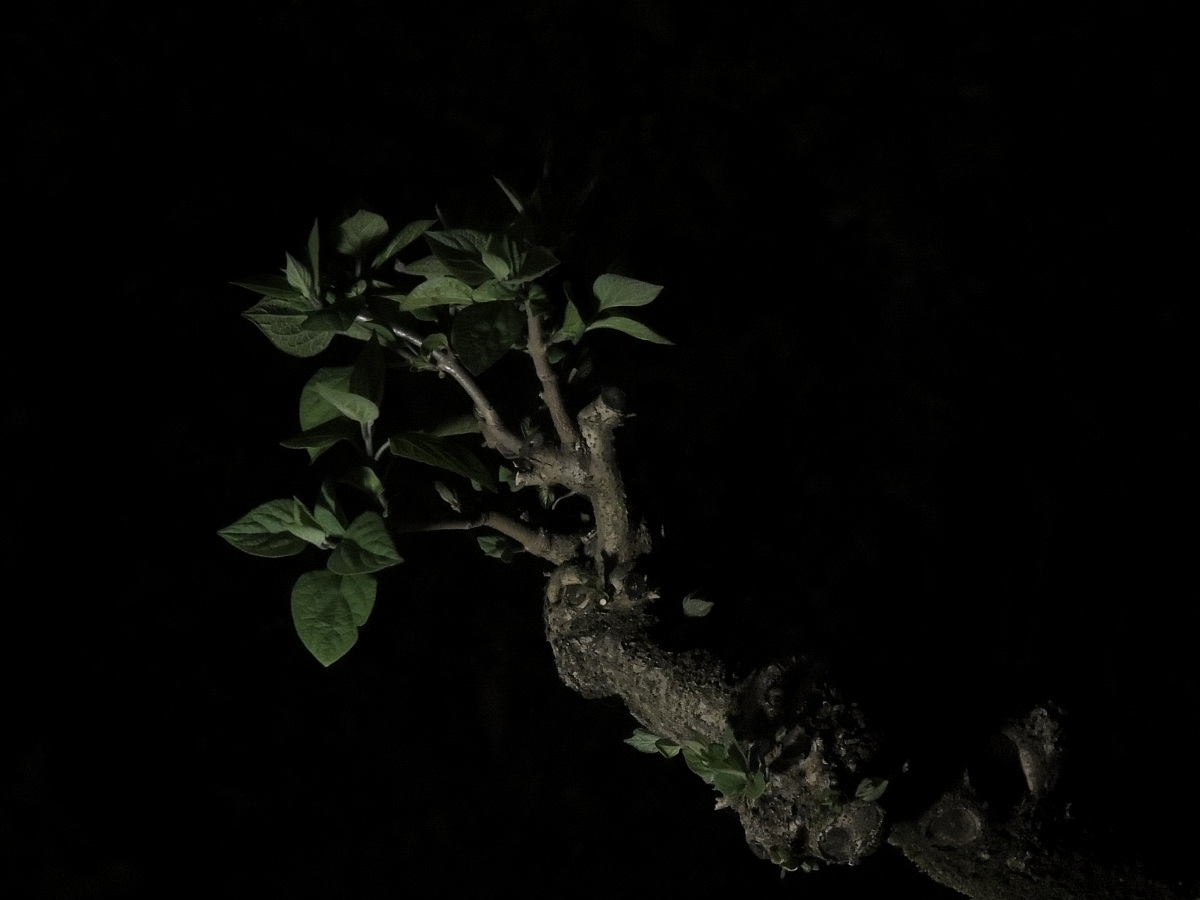 A branch in the dark...