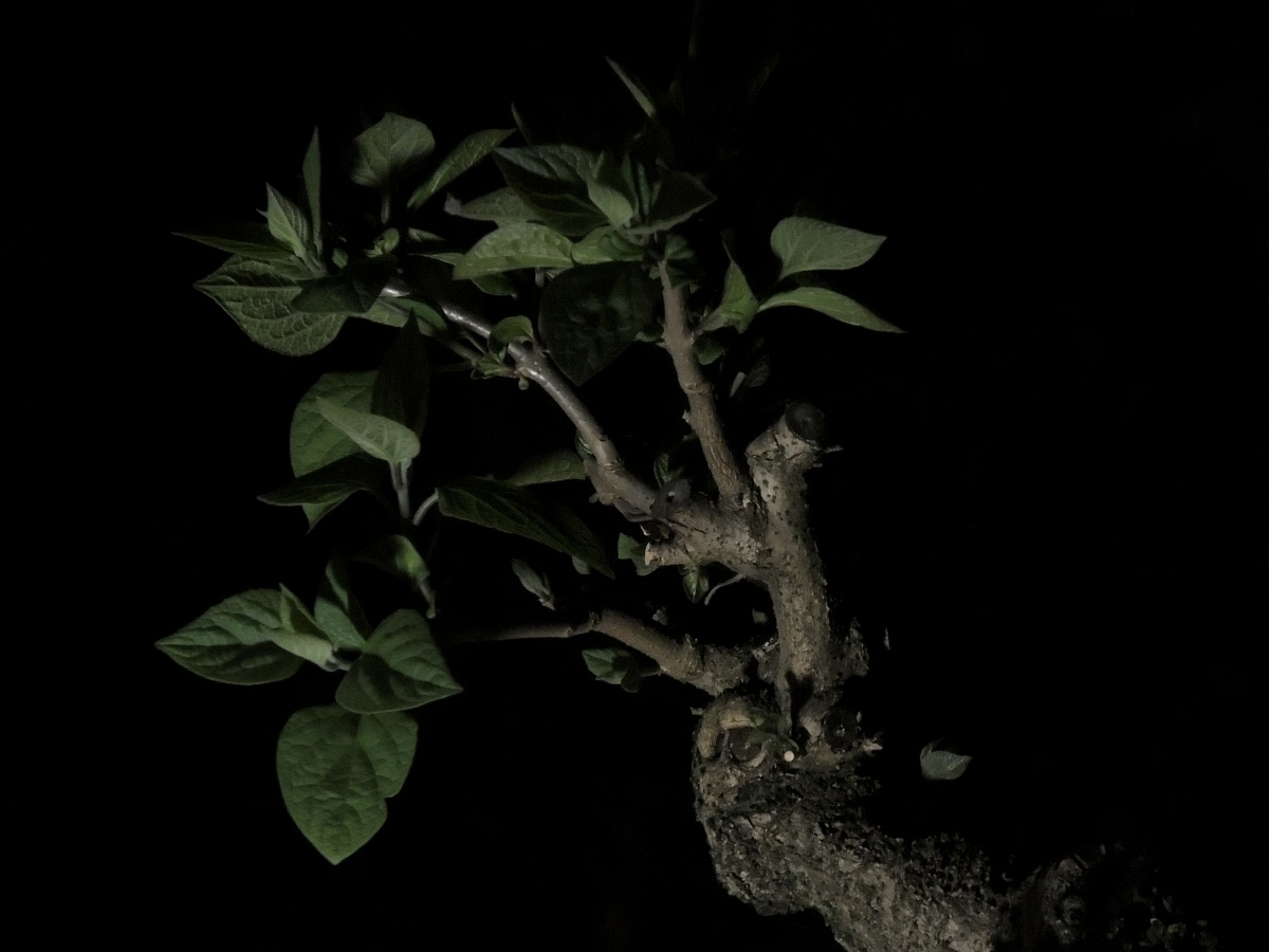 A branch in the dark +...