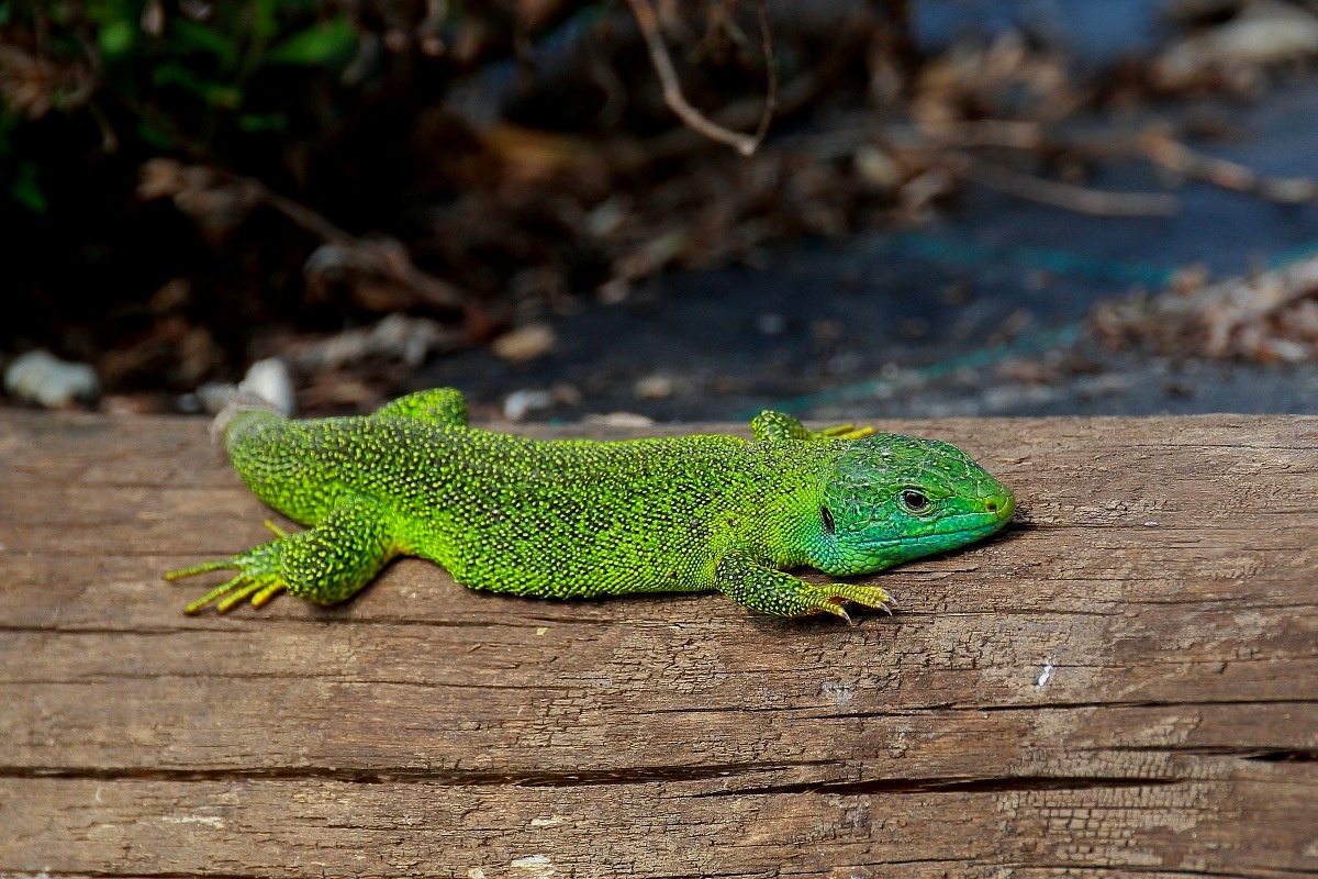 Green lizard...