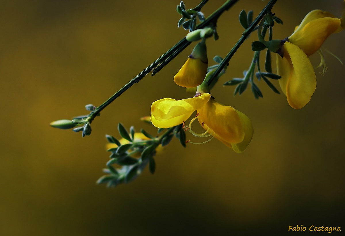 Flowers of Ginestra...