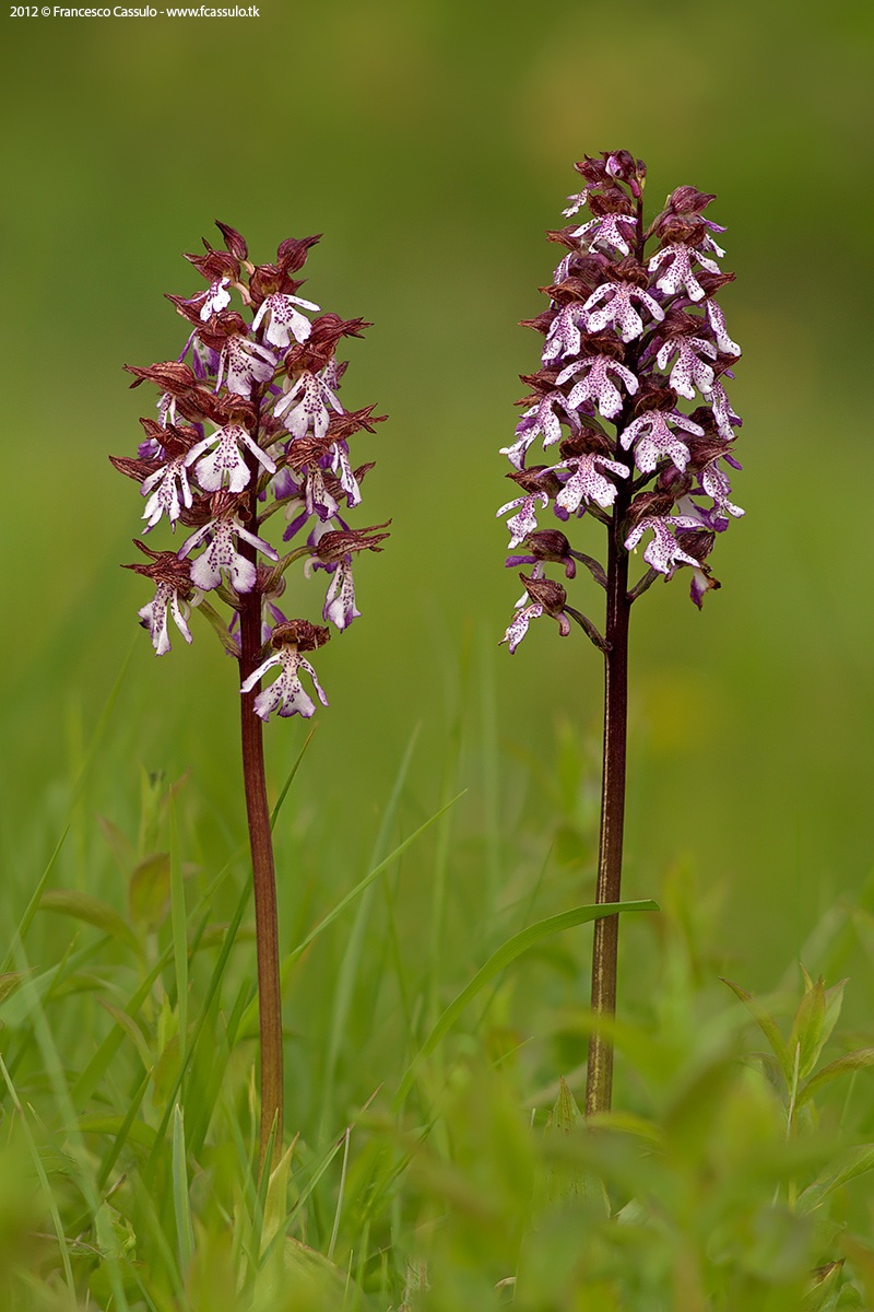 Orchide maggiore - Orchis purpurea...