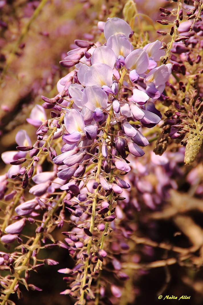 Wisteria...