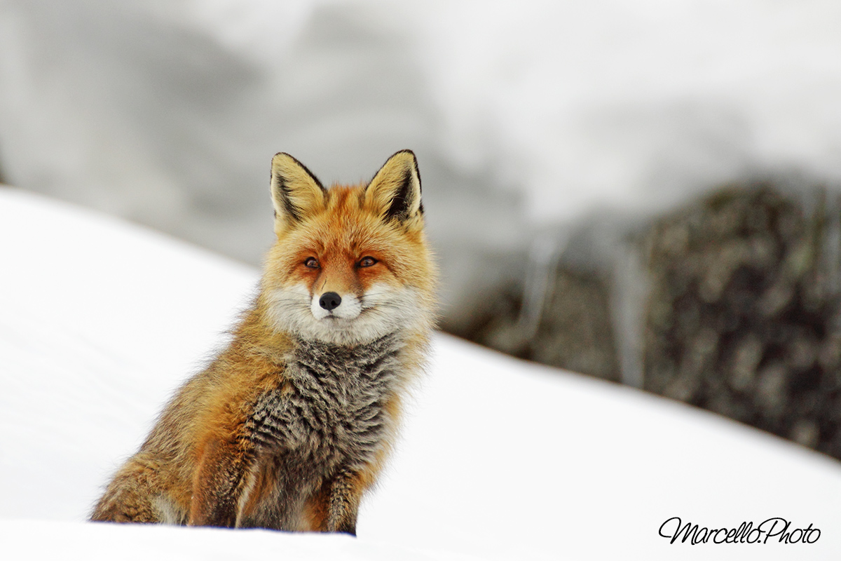 fox posing ......