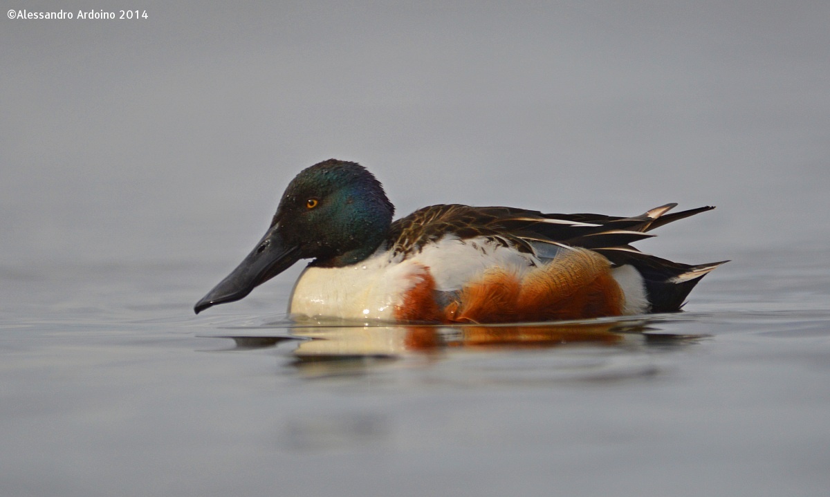 Shoveler .............
