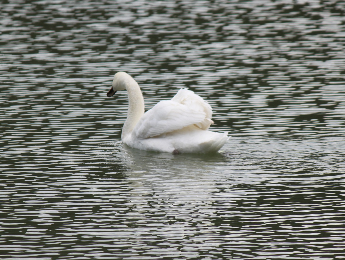 Swan on mountain lake...