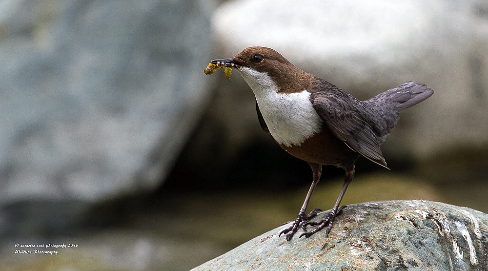 dipper with Easter dinner...