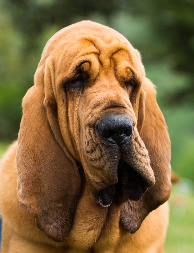 Bloodhound...