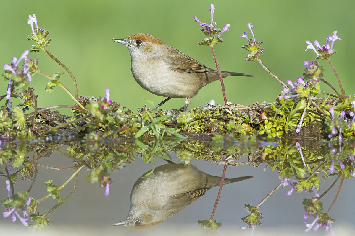 blackcap bloom and reflection ......